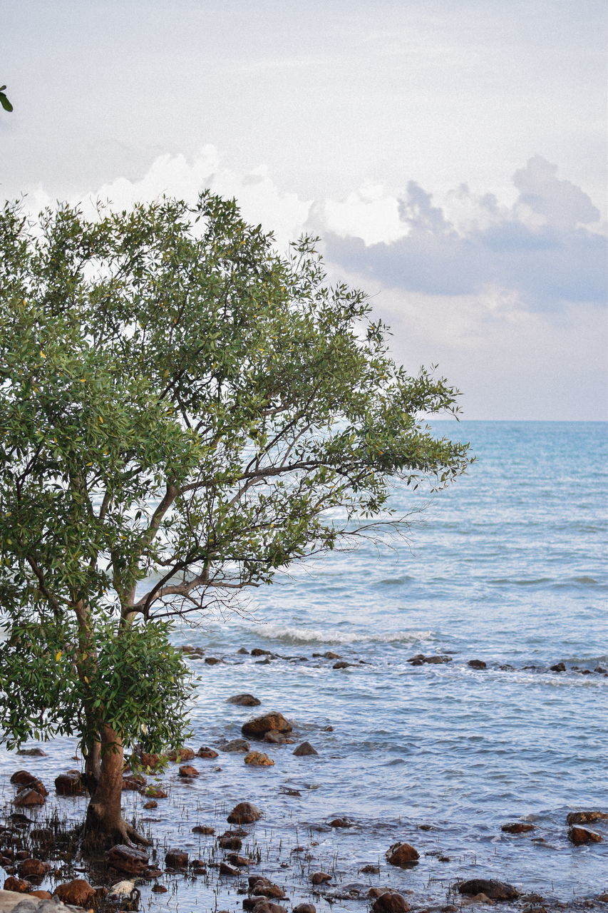 SCENIC VIEW OF SEA BY TREES AGAINST SKY