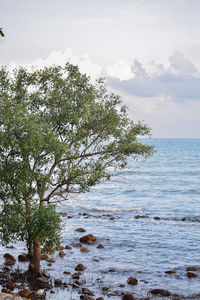 Tree by sea against sky