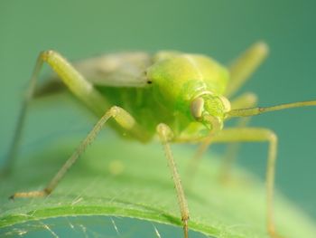 Close-up of insect on leaf
