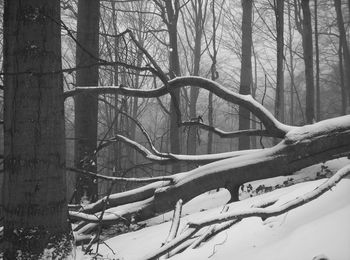 Bare trees in forest during winter