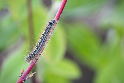 A forest tent caterpillar crawls on a branch.