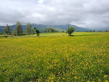 Scenic view of field against cloudy sky