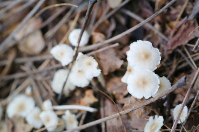 Close-up of white flowering plant on field