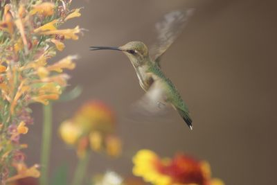 Close-up of bird flying