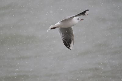 Close-up of seagull flying over water