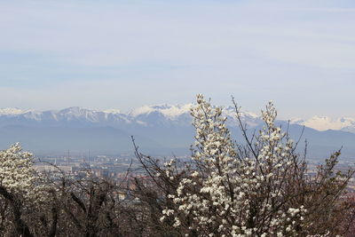 Scenic view of flowering plants and mountains against sky