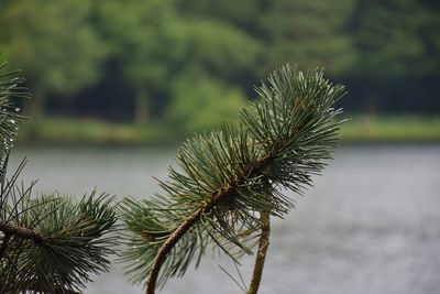 Close-up of pine tree needles with water drops and lake and trees in the background