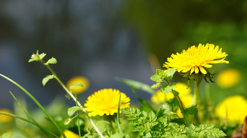 Close-up of yellow flowers blooming outdoors