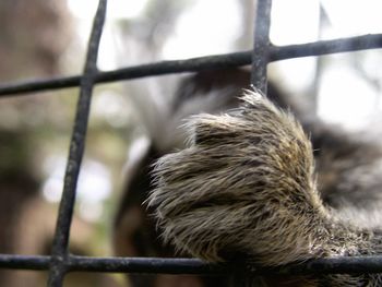 Close-up of pig outdoors