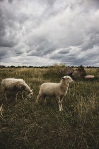 View of sheep on field against sky