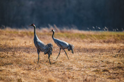 Side view of two birds on land