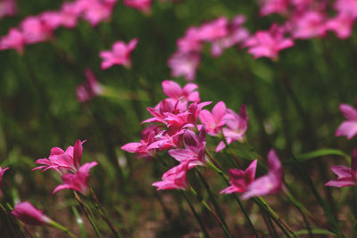 Close-up of pink flowering plants