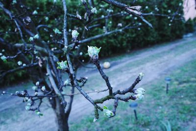 Close-up of snow on tree