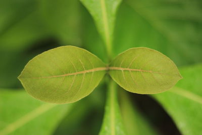 Close-up of green leaves