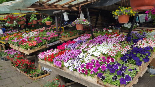 Full frame of flowers in market