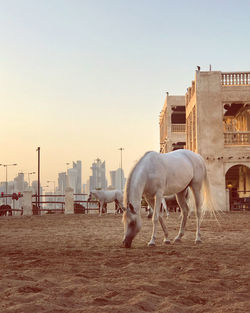 Horses in a city
