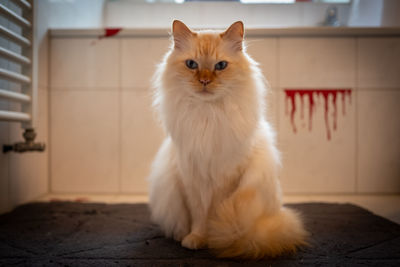 Portrait of white cat relaxing on rug at home 