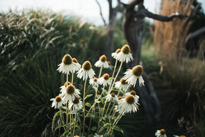 Close-up of white flowering plants on field