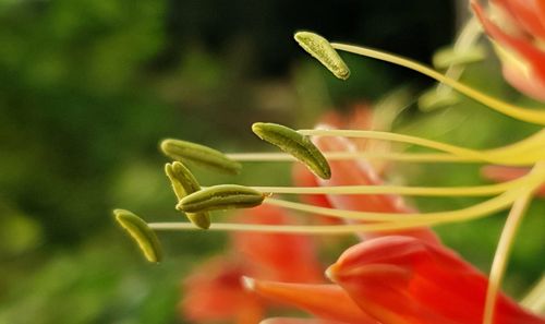 Close-up of red flowering plant