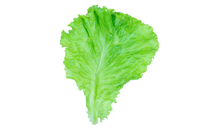 Directly above view of leaf on white background