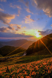 Scenic view of field against sky during sunset