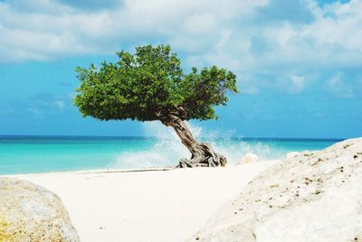 Tree on beach against sky