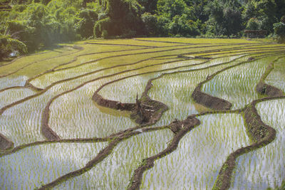 Scenic view of agricultural field