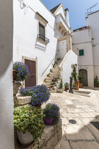 Potted plants outside building