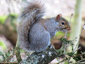 Close-up of squirrel on tree