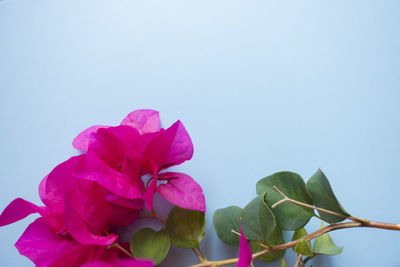 Close-up of pink flowers blooming against clear sky