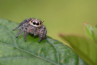 Close-up of spider