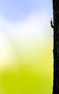 Low angle view of bird against sky