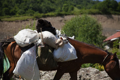 Horse carrying goats in sack