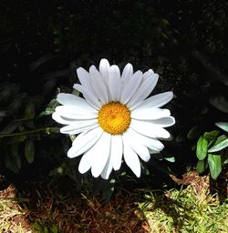 Close-up of white daisy