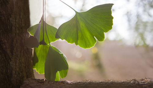 Close-up of fresh green leaves on tree trunk