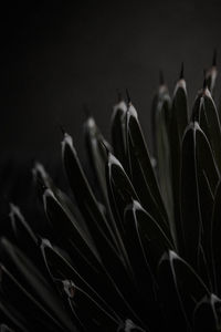 Close-up of cactus plant