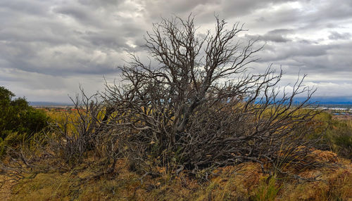 Bare tree on field against sky