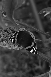 Close-up of butterfly pollinating on flower