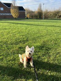 Westie on field