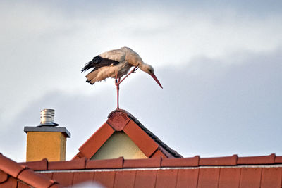 Low angle view of seagull perching on roof against sky