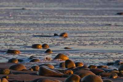 Close-up of stones on beach