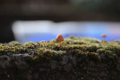 Close-up of mushrooms growing on a wall 