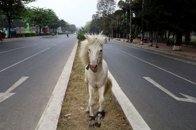 Dog standing on road in city