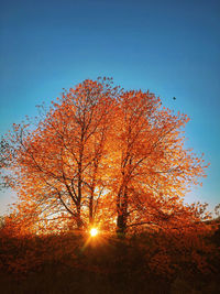 Sun shining through trees