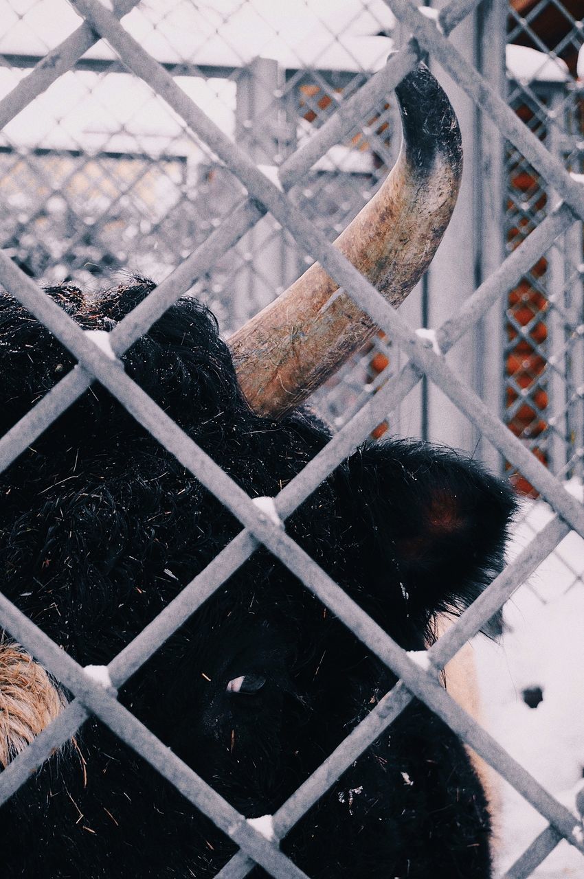 cold temperature, fence, snow, winter, no people, barrier, boundary, metal, day, nature, focus on foreground, close-up, security, safety, full frame, protection, outdoors, grid, grate