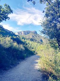 Road amidst plants and trees against sky