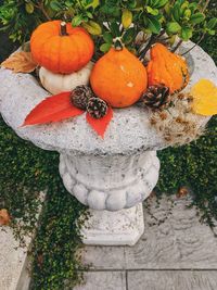 High angle view of pumpkins on field