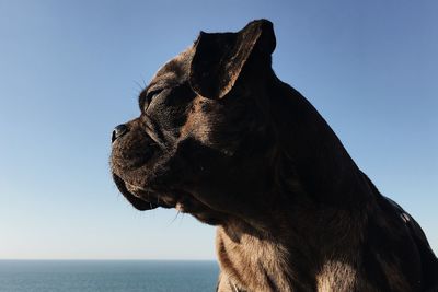 Close-up of a dog looking away against sky