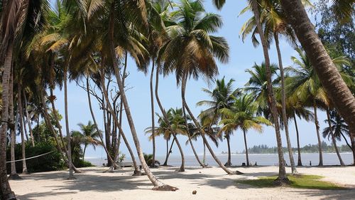 Palm trees on beach against sky