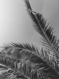 Low angle view of palm tree against sky